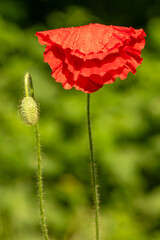 Fototapeta premium red flowering poppy plant with bud