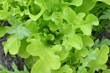 Green lettuce leaves in the background, picture of green lettuce leaves growing in a vegetable garden, organic lettuce leaves