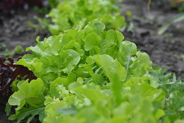 Green lettuce leaves in the background, picture of green lettuce leaves growing in a vegetable garden, organic lettuce leaves