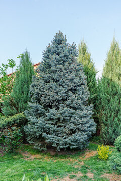 Beautiful young blue spruce in the garden. Landscaping for a park or country house.