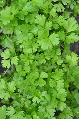 Parsley leaves as background, photo above of green coriander leaves growing in the vegetable garden, organic coriander leaves 