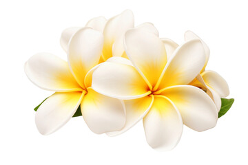 Ethereal Elegance in Bloom on a White or Clear Surface PNG Transparent Background.