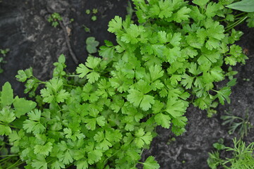 rows on black soil Parsley leaves in the background, photo of green cilantro leaves growing in the vegetable garden, organic cilantro leaves 
