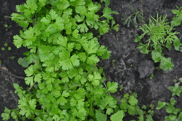 Green lettuce leaves in the background, picture of green lettuce leaves growing in a vegetable garden, organic lettuce leaves