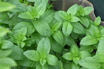 mint leaves as background, photo above green mint leaves growing in the vegetable garden, organic mint leaves 