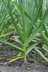 green garlic stalks growing on chernozem, garlic stalks growing in rows 