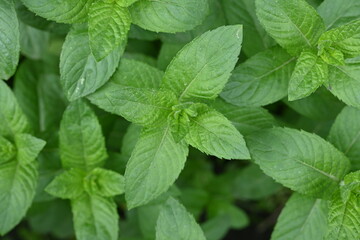 mint leaves as background, photo above green mint leaves growing in the vegetable garden, organic mint leaves 