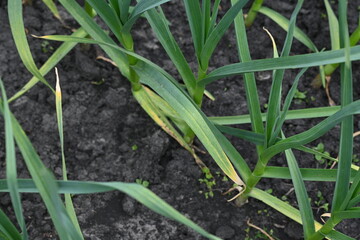 green garlic stalks growing on chernozem, garlic stalks growing in rows 
