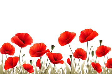 A Symphony of Scarlet Blooms Dancing in the Meadow on a White or Clear Surface PNG Transparent Background.