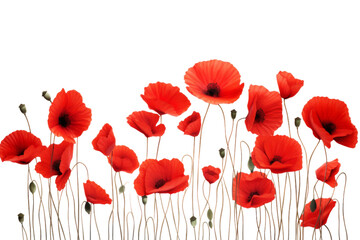 Crimson Petal Symphony on a White or Clear Surface PNG Transparent Background.