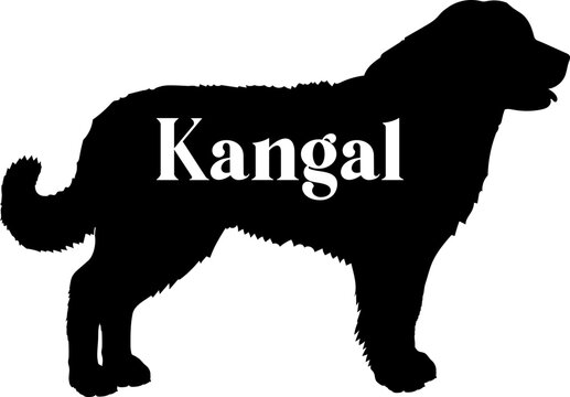  Kangal. Dog silhouette dog breeds logo dog monogram vector