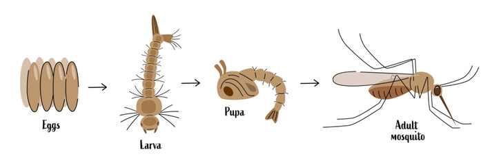 Obraz premium Mosquito life cycle illustration with eggs, larva, pupa and, adult mosquito. Flat vector design for educational material, posters, and banners
