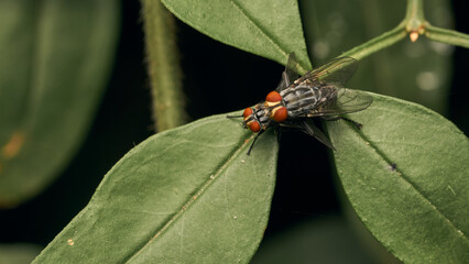 details of some flies mating on a green leaf
