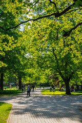 Sunny summer park with large trees and green leaves with pavement walk way