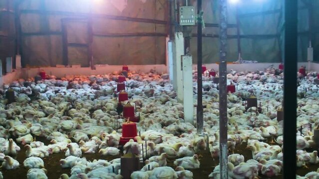 Industrial Chicken poultry farm broiler chicks, hen mass farming for meat