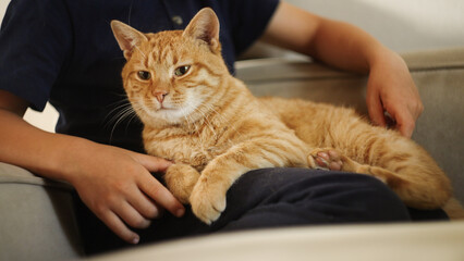 A domestic feline with orange fur is curled up on a persons lap