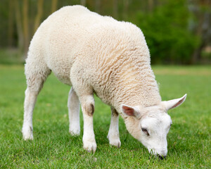 Close view on white grazing lamb on meadow