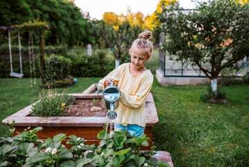 Girl watering strawberries in raised bed, holding metal watering can. Taking care of garden and planting spring flowers.