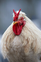 Beautiful close up of a rooster with V comb