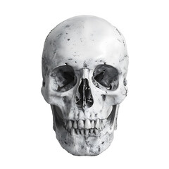Obraz premium front view of human skull on transparent background