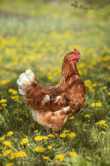 A photo of a domestic chicken in the yard with yellow dandelions.