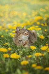 A photo of a brown cat in yellow dandelions.
