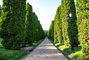 Cypress Alley in Kislovodsk National Park, Russia.