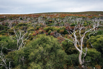 Colours of the coastal scrub and dieback of trees due to low rain in the south west of Western...