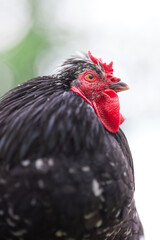 Frog perspective on head of black rooster on sky background
