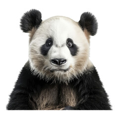 Obraz premium Portrait of panda bear looking camera isolated on white background