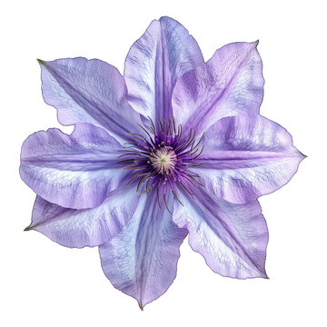 recommend clip art: Purple clematis flower isolated on white background