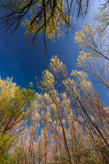 Looking up the trees. Green foliage in the spring forest with the Sun, Hungary
