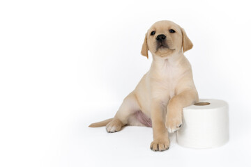 Tough guy! A blonde Labrador retriever pup strikes a confident pose, resting his paw on a roll of...