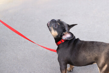 French bulldog on a walk. Close-up of a puppy's face. French bulldog with dark coat color. A pet....