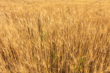 grano, campo, agricoltura, salento, lecce, campagna, oro, bio, vegetazione, natura, erba,...