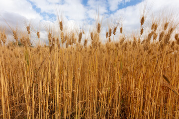 grano, campo, agricoltura, salento, lecce, campagna, oro, bio, vegetazione, natura, erba, coltivazioni, giallo, estate, fattoria, cereali, chicco, rurale, raccolto, dorata, mais, alimento, semi, verde