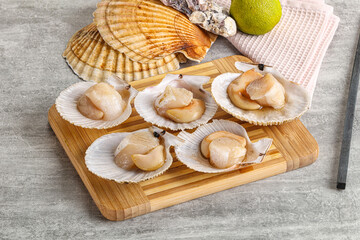 Raw natural scallop in its shell