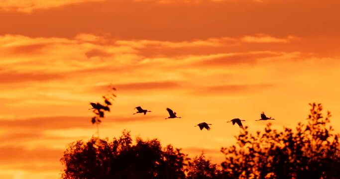 Birds Migration. Flock Of Common Cranes Or Eurasian Cranes Fly In Sunny Sunset Sunrise Sky. Common Crane Or Grus Grus. Nesting Cranes, Nest. Europe. Yellow orange pink violet purple Colors, Dark Birds