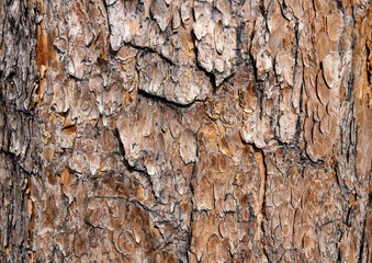 Maritime Pine, Pinus pinaster trunk symbol. Texture made of maritime pine tree bark. Beautiful Maritime Pine, Pinus pinaster trunk background. Conceptual image. Peaceful nature.