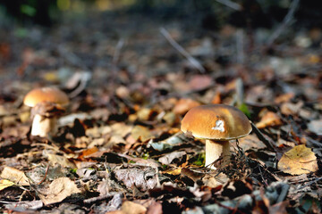porcini mushroom in a natural natural environment against a background of fallen leaves,  place for copy space, selective focus