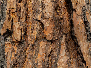 Maritime Pine, Pinus pinaster trunk symbol. Texture made of maritime pine tree bark. Beautiful Maritime Pine, Pinus pinaster trunk background. Conceptual image. Peaceful nature.