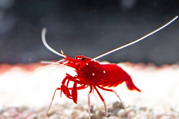 Red Blood saltwater cleaner shrimp