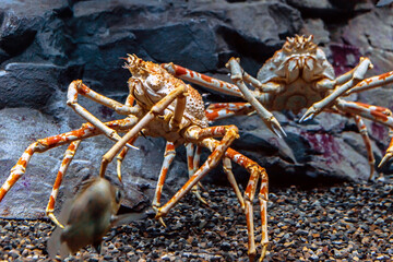 Giant Japanese spider crab in aquarium