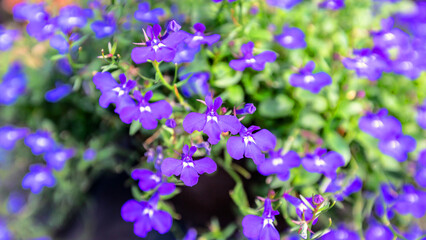 The wishbone flower are in full bloom