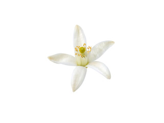 Orange tree flower isolated transparent png