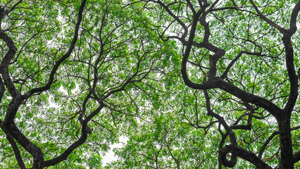 The branches of a large tree provide shade.