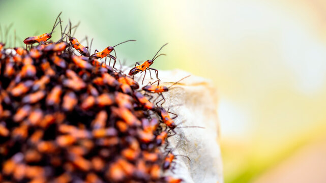 Cotton stainer bug is an insect that sucks the sap of plants.