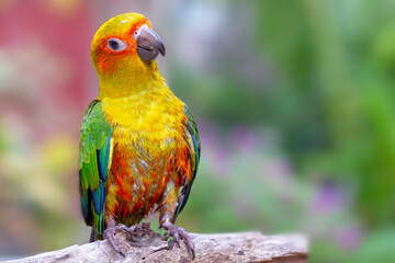 The sun conure (Aratinga solstitialis), also known as the sun parakeet