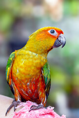 The sun conure (Aratinga solstitialis), also known as the sun parakeet