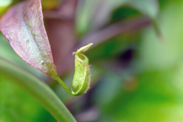 Nepenthes is a type of insectivorous plant
